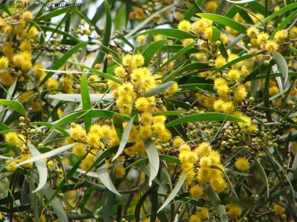 臺灣<a href='http://www.hn123.net.cn/linmuzhongzi/2278.html' target='_blank'>相思樹</a>開花圖片