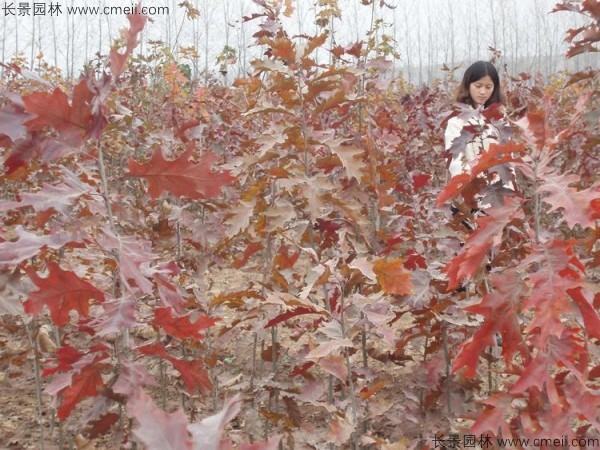<a href='http://www.hn123.net.cn/linmuzhongzi/2228.html' target='_blank'>櫟樹種子</a>發(fā)芽出苗圖片