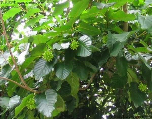 <a href='http://www.hn123.net.cn/linmuzhongzi/2250.html' target='_blank'>喜樹種子</a>發(fā)芽出苗圖片