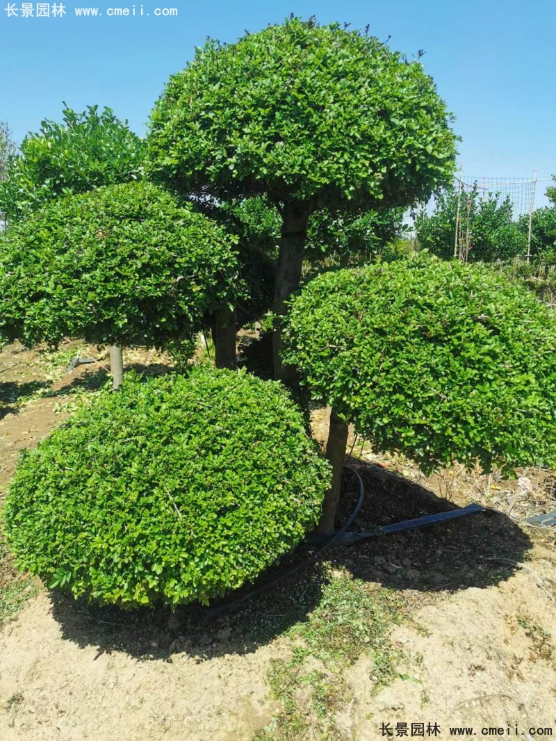 對節(jié)<a href='http://www.hn123.net.cn/linmuzhongzi/1712.html' target='_blank'>白蠟</a>造型盆景地景