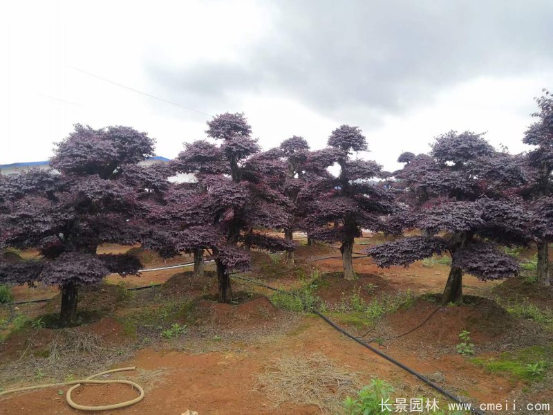 造型<a href='http://www.hn123.net.cn/dibeiguanmu/9770.html' target='_blank'>紅花繼木</a>