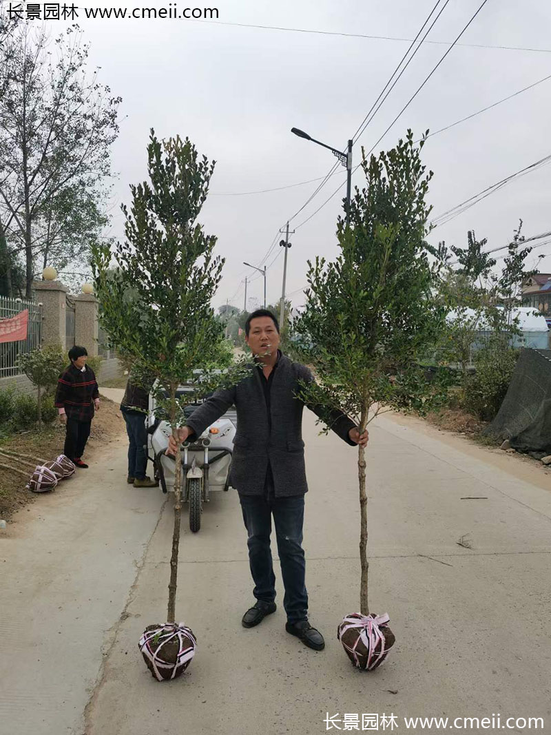 <a href='http://www.hn123.net.cn/linmuzhongzi/1764.html' target='_blank'>小葉黃楊</a>樹
