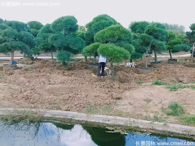 景觀樹造型<a href='http://www.hn123.net.cn/linmuzhongzi/1716.html' target='_blank'>黑松</a>大型地景