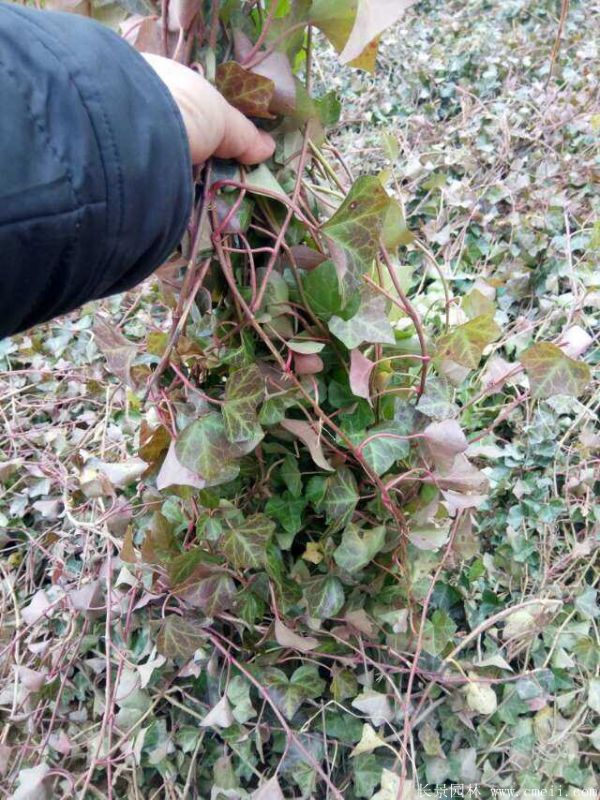 <a href='http://www.hn123.net.cn/tengbenpanyuanzhiwu/3423.html' target='_blank'>三葉地錦</a>苗圖片基地實(shí)拍