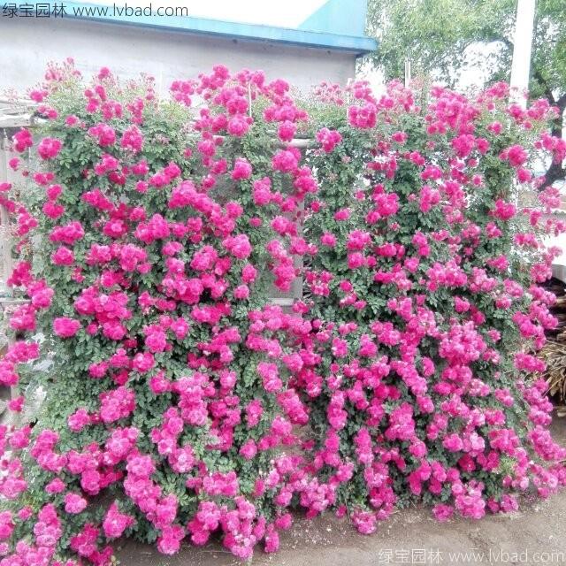 <a href='http://www.hn123.net.cn/tengbenpanyuanzhiwu/3421.html' target='_blank'>薔薇花</a>