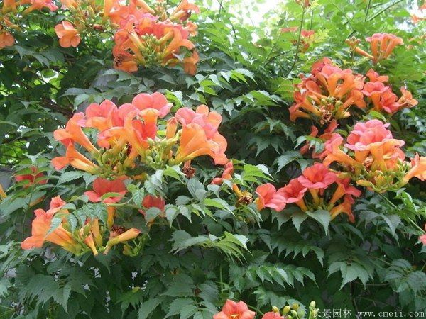 <a href='http://www.hn123.net.cn/tengbenpanyuanzhiwu/3414.html' target='_blank'>凌霄花</a>圖片基地實(shí)拍